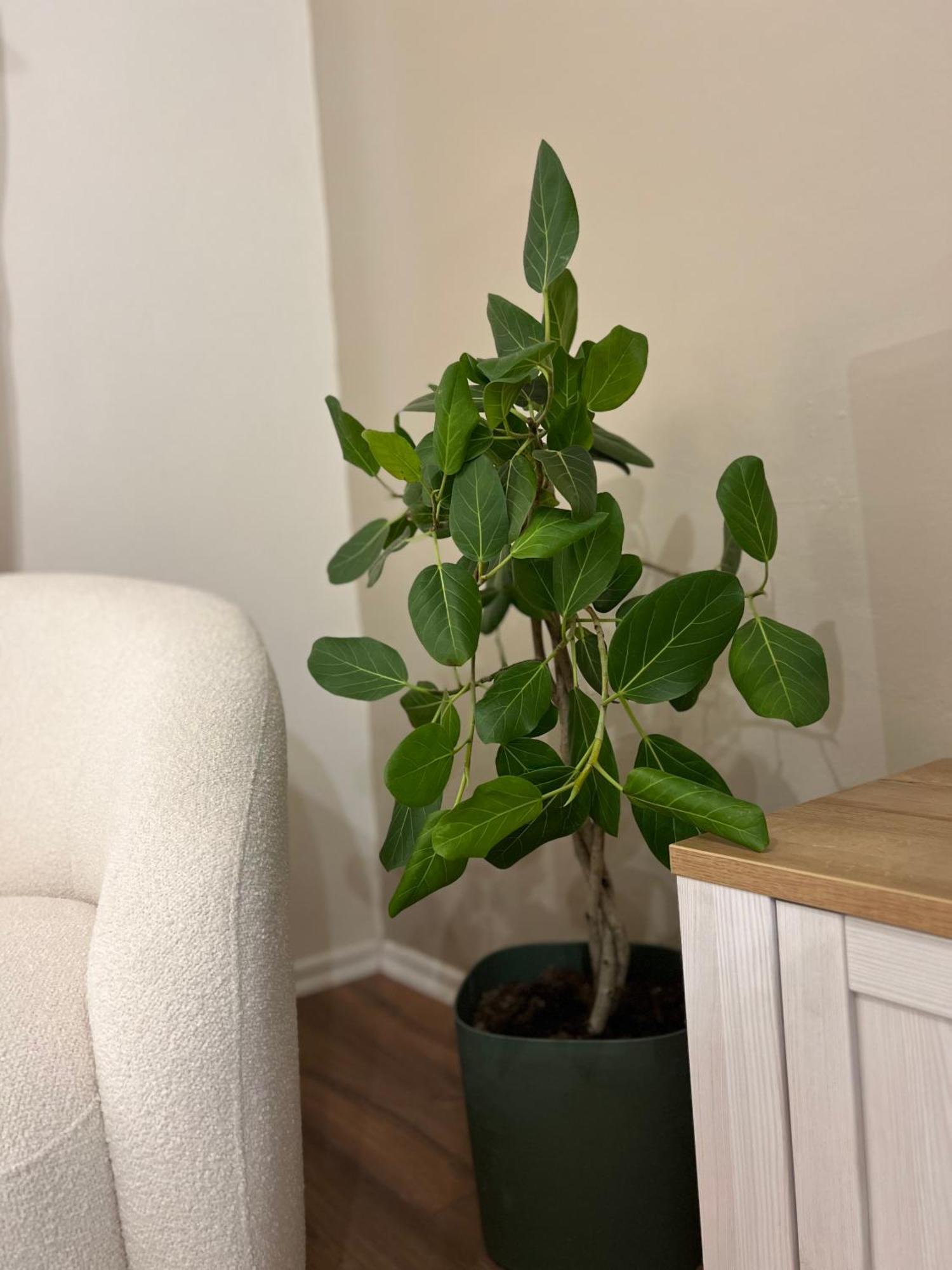 Boho Cane Apartment Tiranë Eksteriør bilde